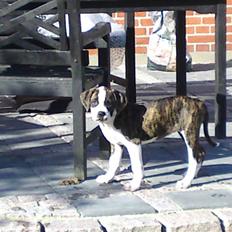 Amerikansk bulldog HardRok'Bull's Bonita RIP