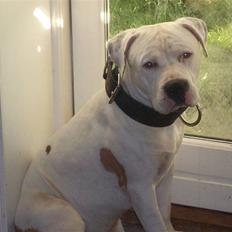 Amerikansk staffordshire terrier kejser