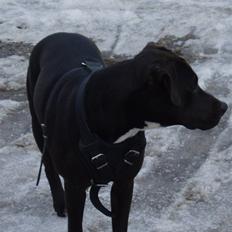 Amerikansk staffordshire terrier Bella