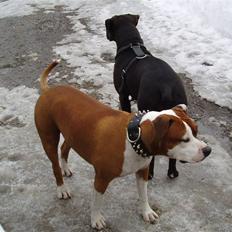 Amerikansk staffordshire terrier Bella