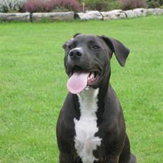 Amerikansk staffordshire terrier Bella