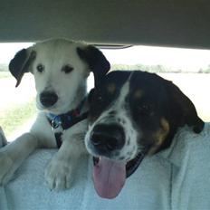 Blanding af racer Snoopy doo