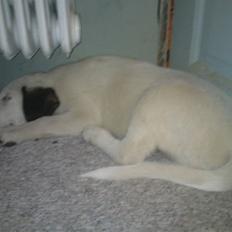 Blanding af racer Snoopy doo