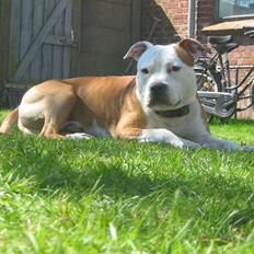 Amerikansk staffordshire terrier Boss