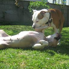 Amerikansk staffordshire terrier Boss