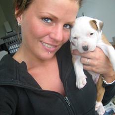 Amerikansk staffordshire terrier Boss
