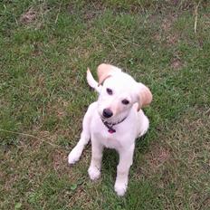 Blanding af racer Tea