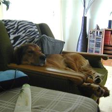 Blanding af racer Sille aka Sillemusen*RIP*