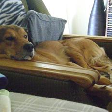 Blanding af racer Sille aka Sillemusen*RIP*