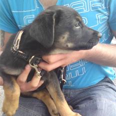 Blanding af racer Trille- solgt