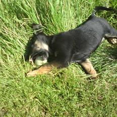 Blanding af racer Trille- solgt