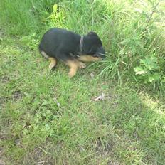 Blanding af racer Trille- solgt