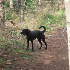 Blanding af racer Samson