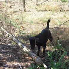 Blanding af racer Samson