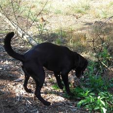 Blanding af racer Samson