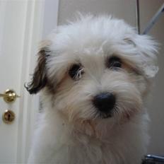 Coton de tulear Pablo