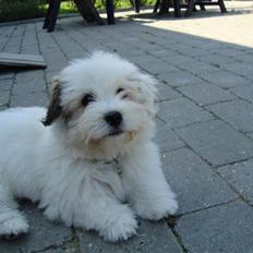 Coton de tulear Pablo