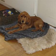 Cocker spaniel Walder RIP