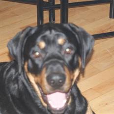 Blanding af racer Mowgli