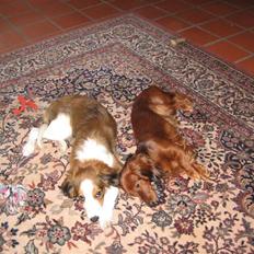 Dværggravhund vindhauses odessa