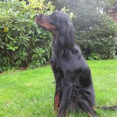 Gordon setter Højtoftegaards Q Sadie