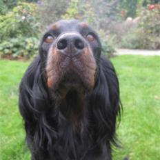 Gordon setter Højtoftegaards Q Sadie