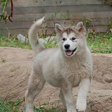 Alaskan malamute Shadi