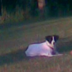 Jack russell terrier Rufus