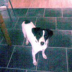 Jack russell terrier Rufus