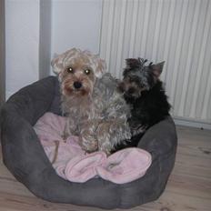 Yorkshire terrier Bounty