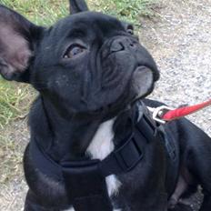 Fransk bulldog Vacho