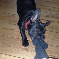 Fransk bulldog Vacho