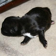 Xoloitzcuintle Con Pelo - Xolo Falke