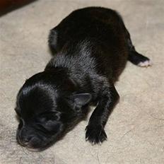 Xoloitzcuintle Con Pelo - Xolo Falke