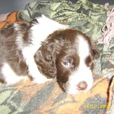 Engelsk springer spaniel Nugga