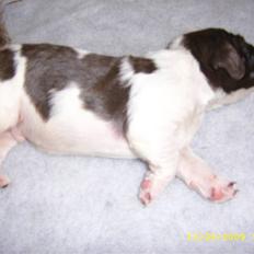 Engelsk springer spaniel Nugga