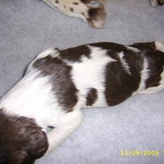 Engelsk springer spaniel Nugga