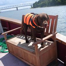 Labrador retriever tess/stamnavn mary