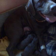 Labrador retriever tess/stamnavn mary