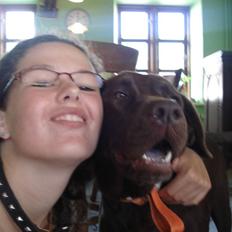 Labrador retriever tess/stamnavn mary