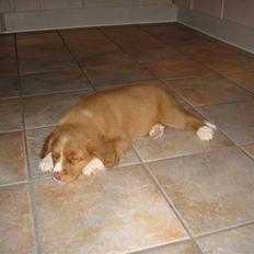 Nova scotia duck tolling retriever Leica