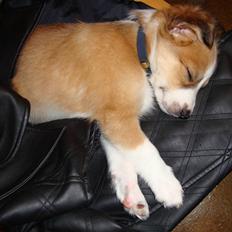 Blanding af racer Laci