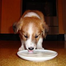 Blanding af racer Laci