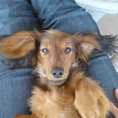 Miniature gravhund Turbo