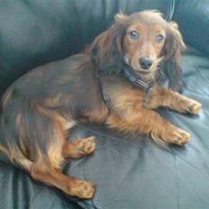 Miniature gravhund Turbo