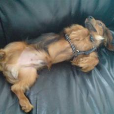 Miniature gravhund Turbo