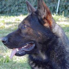 Schæferhund Nimbus *RIP*