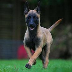 Malinois Hiro