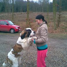 Sankt bernhardshund Bamse<3 Aflivet ): 