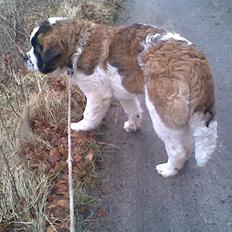 Sankt bernhardshund Bamse<3 Aflivet ): 